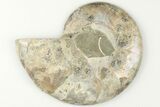 3.55" Cut & Polished Ammonite Fossil (Half) - Madagascar - #200059-1